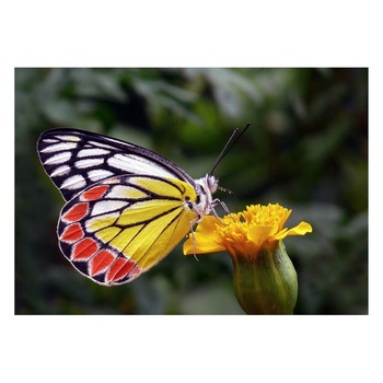 Fototapet Pasari-&-Fluturi - BL-111, 70 x 100 cm Fototapet Pasari-&-Fluturi - BL-111, 70 x 100 cm