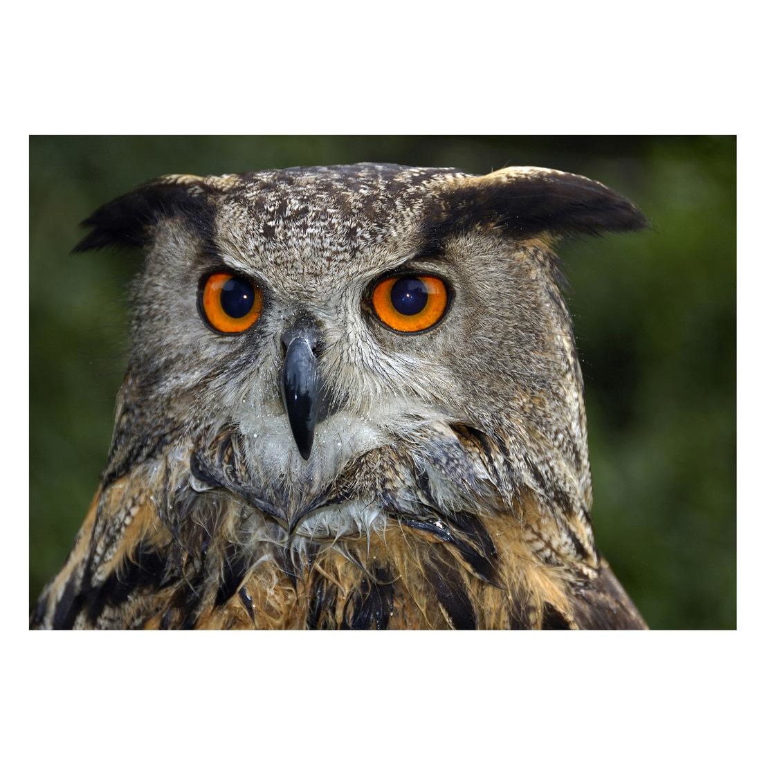 Fototapet Pasari-&-Fluturi - BL-006, 70 x 100 cm