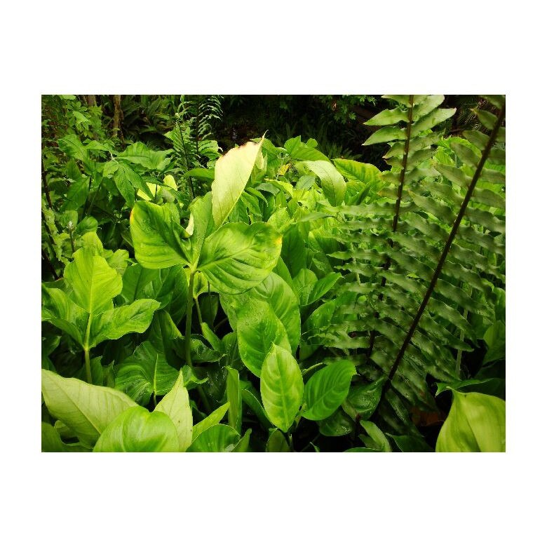 Tablou Canvas Natura, Dimensiunea 100x70 nat88