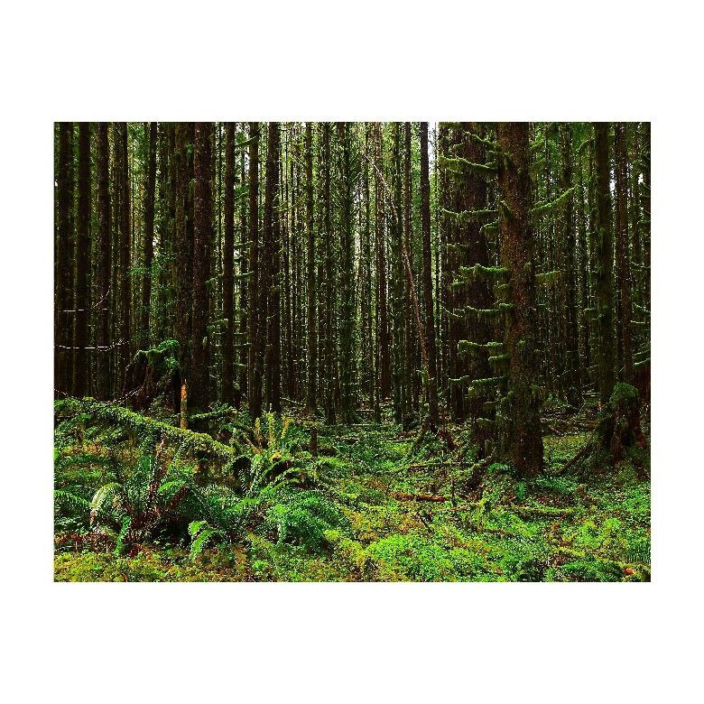 Tablou Canvas Natura, Dimensiunea 100x70 nat103