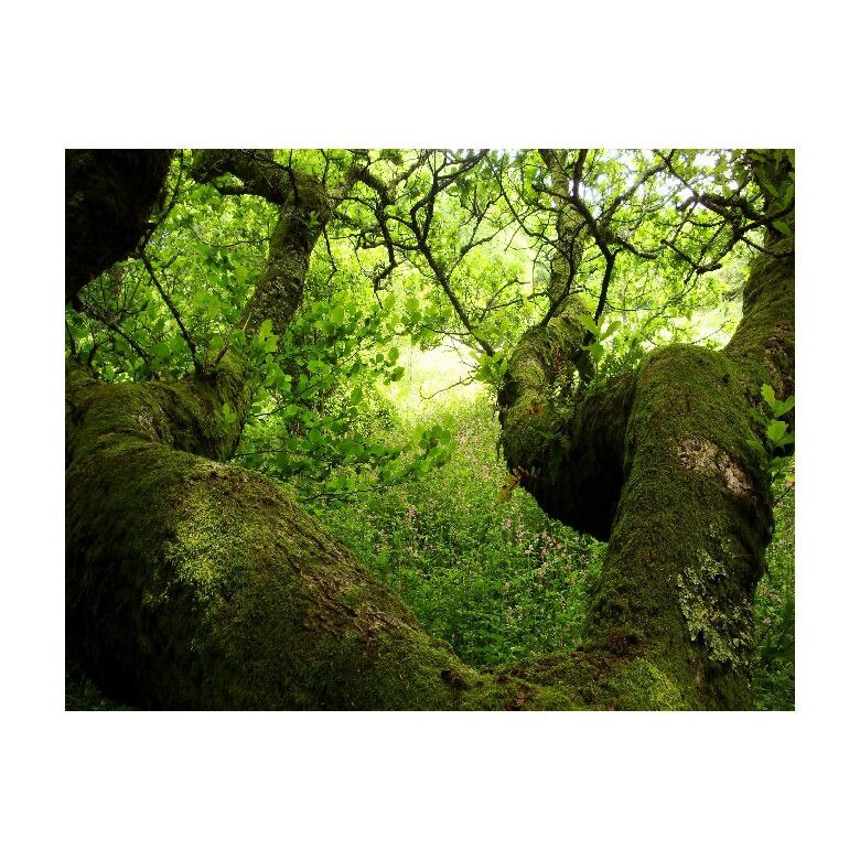 Tablou Canvas Natura, Dimensiunea 100x70 nat87