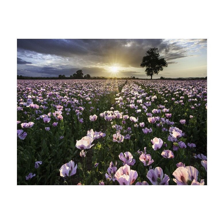 Tablou Canvas Natura, Dimensiunea 100x70 nat18