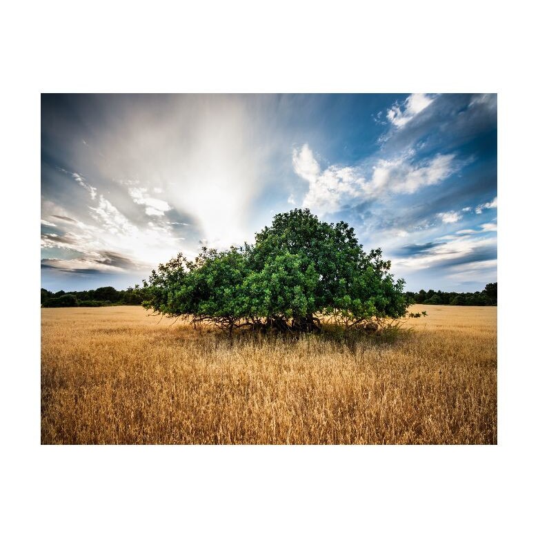 Tablou Canvas Natura, Dimensiunea 100x70 nat159