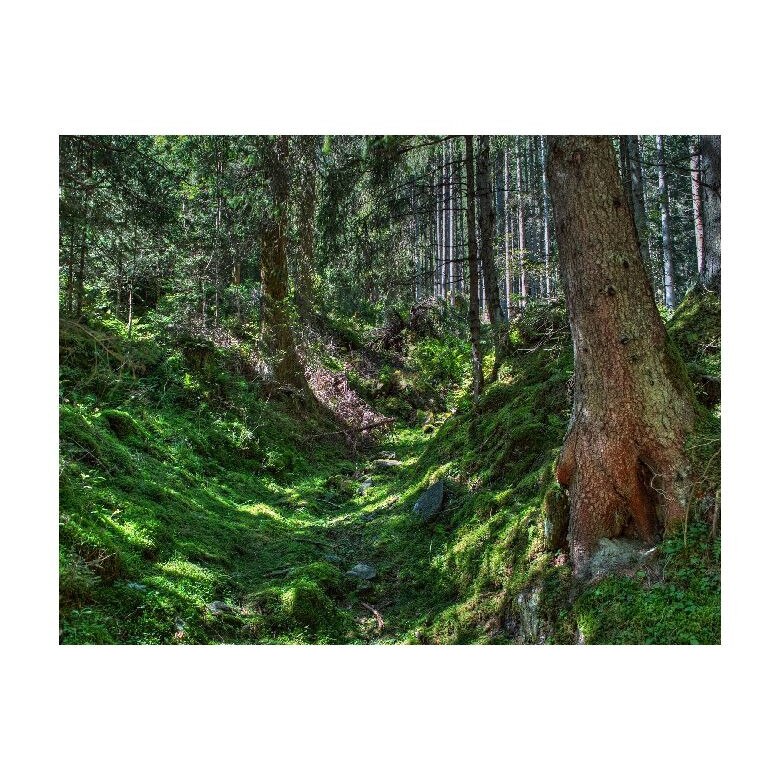 Tablou Canvas Natura, Dimensiunea 100x70 nat233