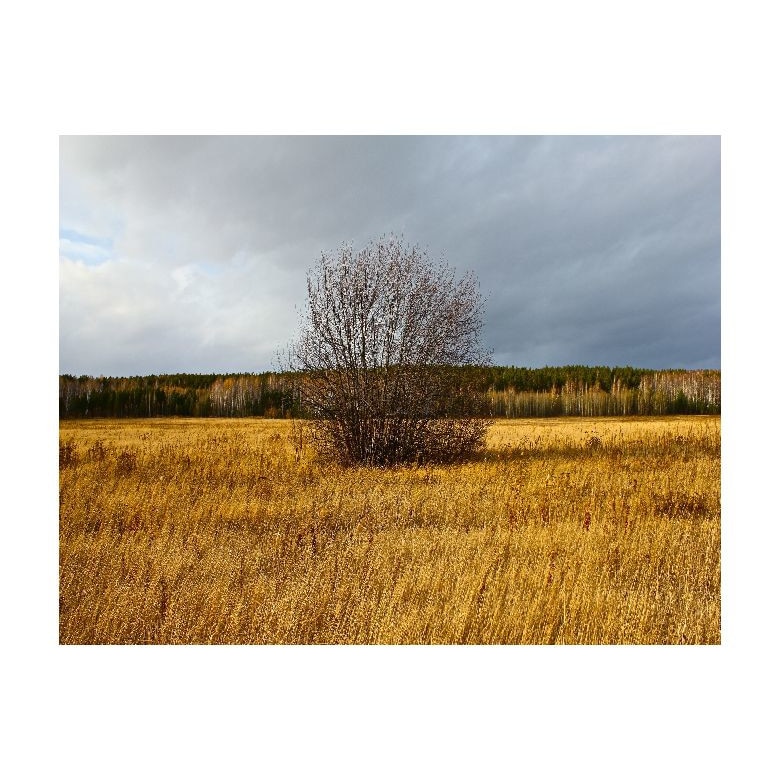 Tablou Canvas Natura, Dimensiunea 100x70 nat179