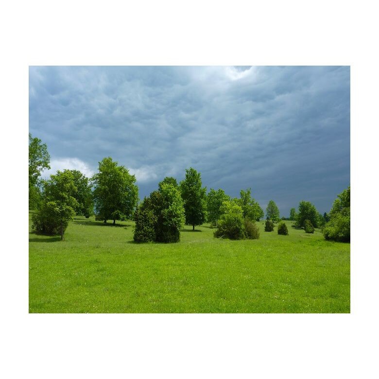 Tablou Canvas Natura, Dimensiunea 100x70 nat226