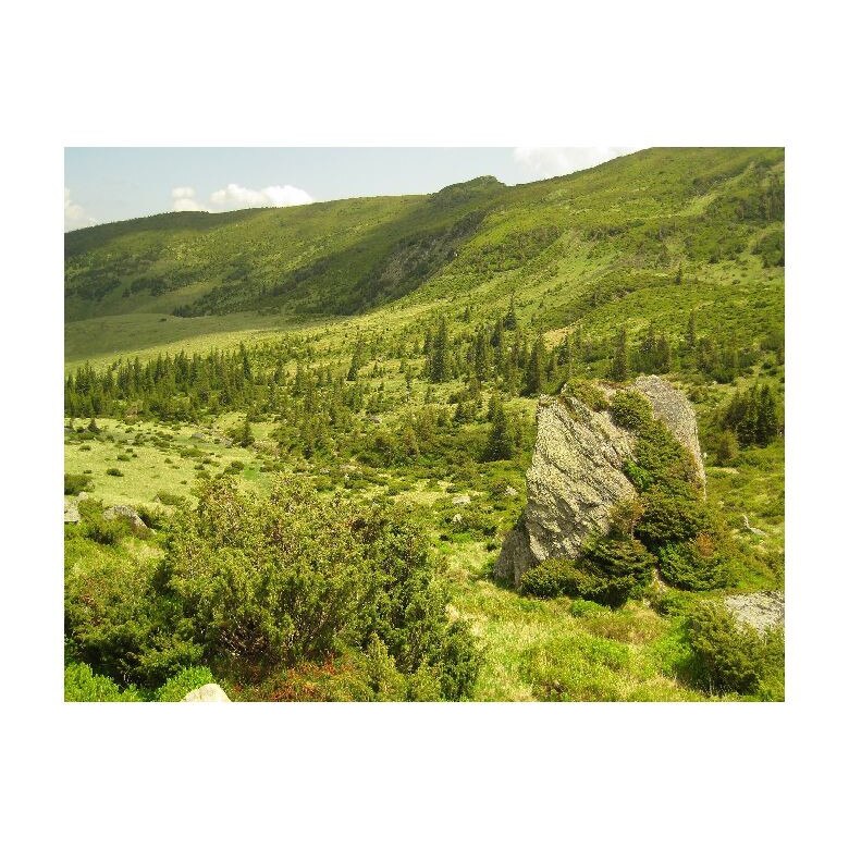 Tablou Canvas Natura, Dimensiunea 100x70 nat206