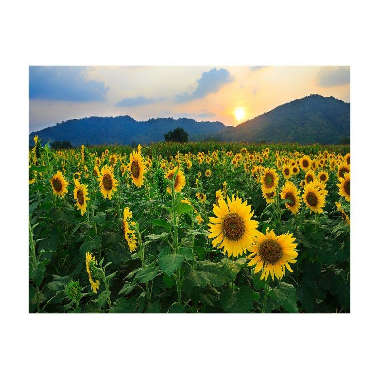 Tablou Canvas Natura, Dimensiunea 100x70 nat248