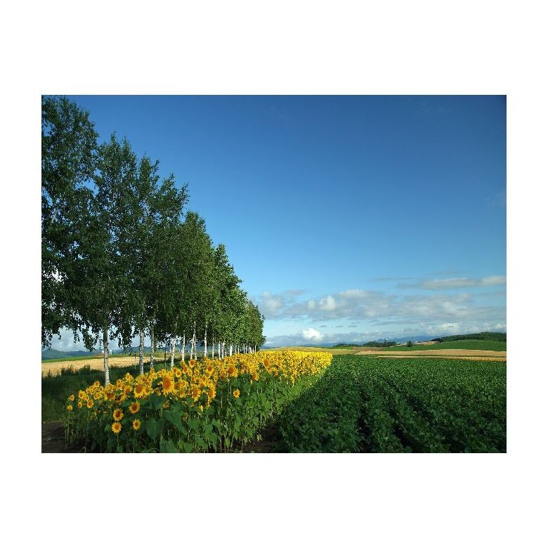 Tablou Canvas Natura, Dimensiunea 100x70 nat342