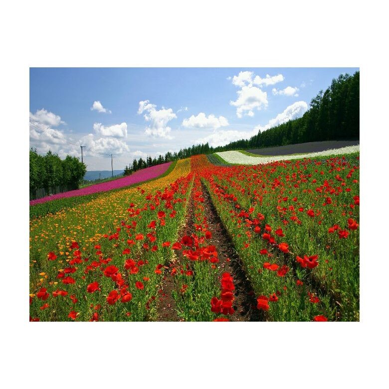 Tablou Canvas Natura, Dimensiunea 100x70 nat308