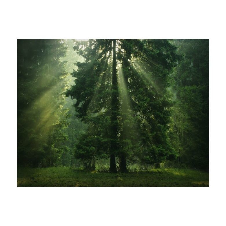 Tablou Canvas Natura, Dimensiunea 100x70 nat319