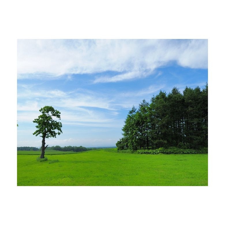 Tablou Canvas Natura, Dimensiunea 100x70 nat422