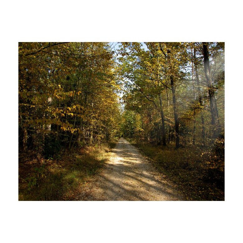 Tablou Canvas Natura, Dimensiunea 100x70 nat370