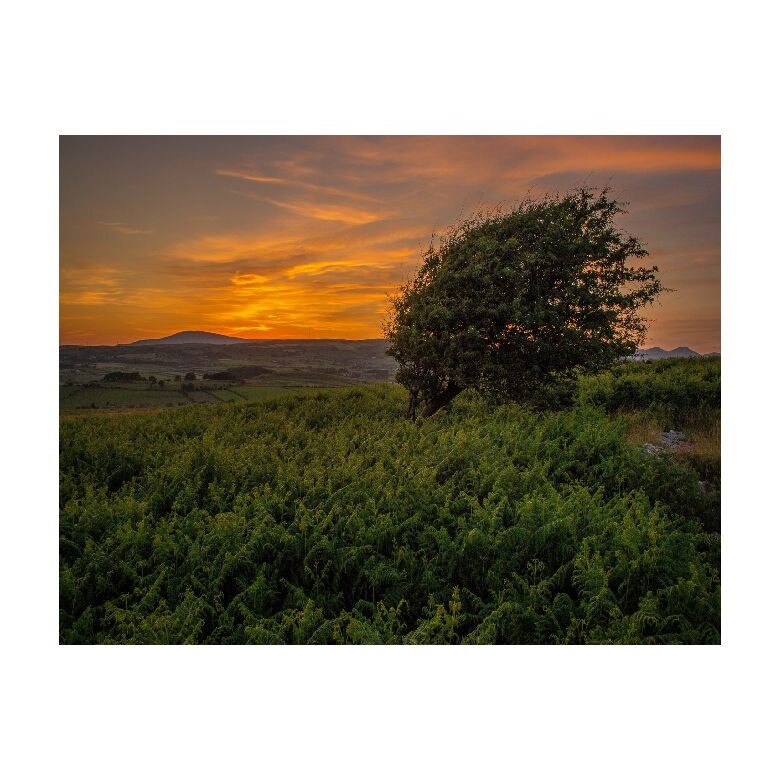 Tablou Canvas Natura, Dimensiunea 100x70 nat438