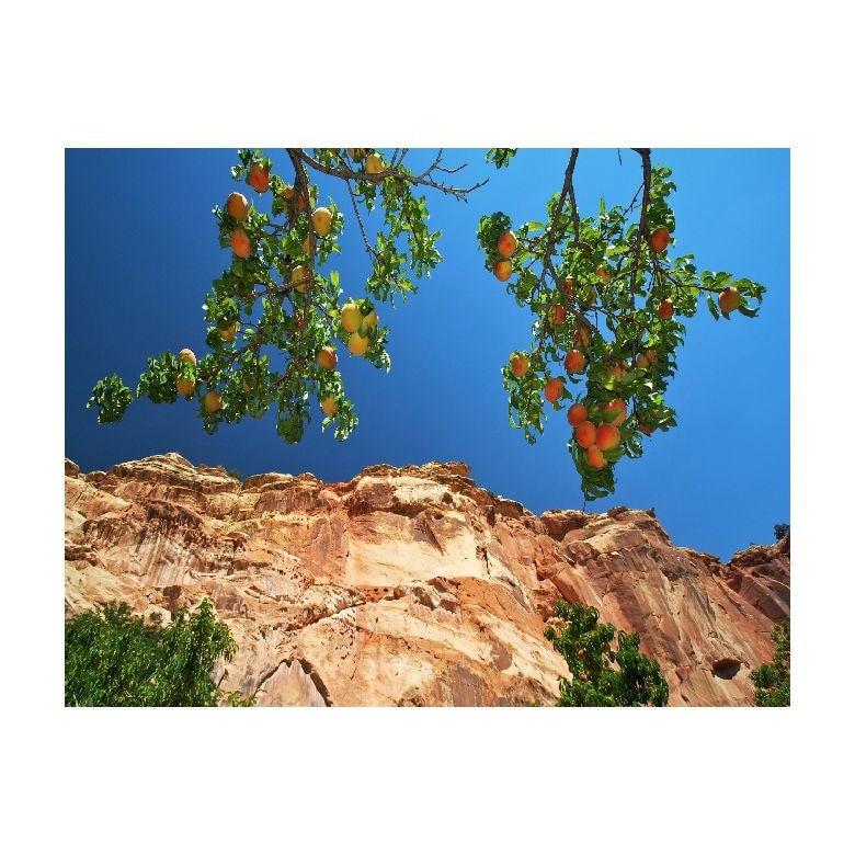 Tablou Canvas Natura, Dimensiunea 100x70 nat387
