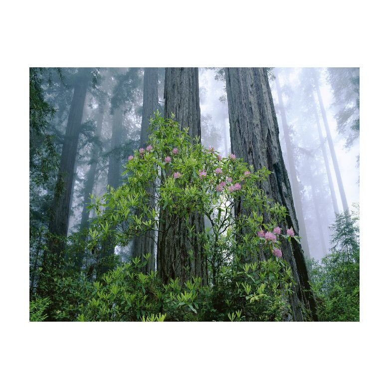 Tablou Canvas Natura, Dimensiunea 100x70 nat335