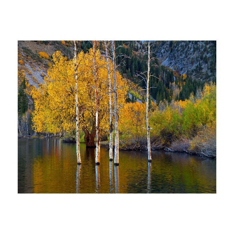Tablou Canvas Natura, Dimensiunea 100x70 nat404