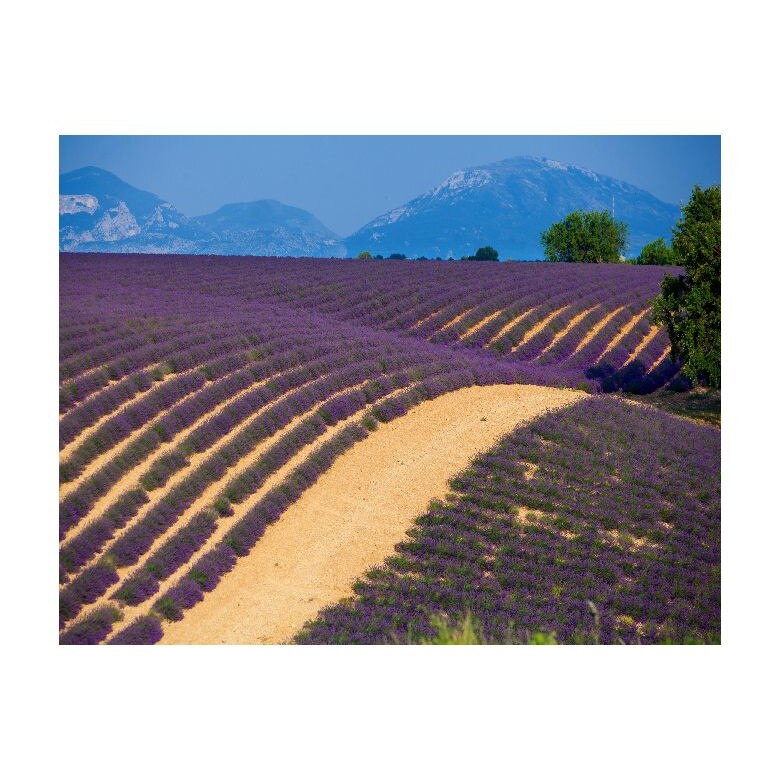 Tablou Canvas Natura, Dimensiunea 100x70 nat343