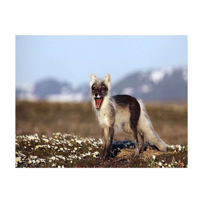 Tablou Canvas Natura, Dimensiunea 100x70 nat599