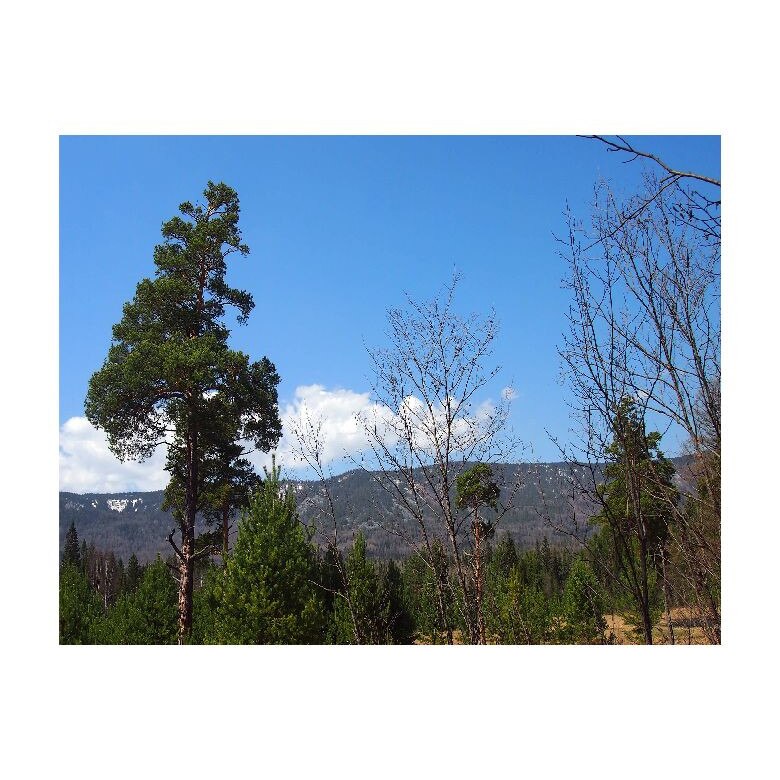 Tablou Canvas Natura, Dimensiunea 100x70 nat555