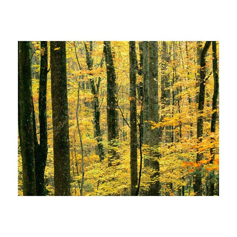 Tablou Canvas Natura, Dimensiunea 100x70 nat725