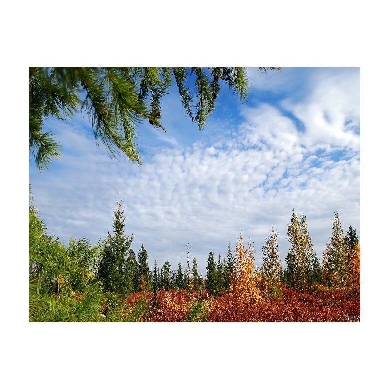 Tablou Canvas Natura, Dimensiunea 100x70 nat570