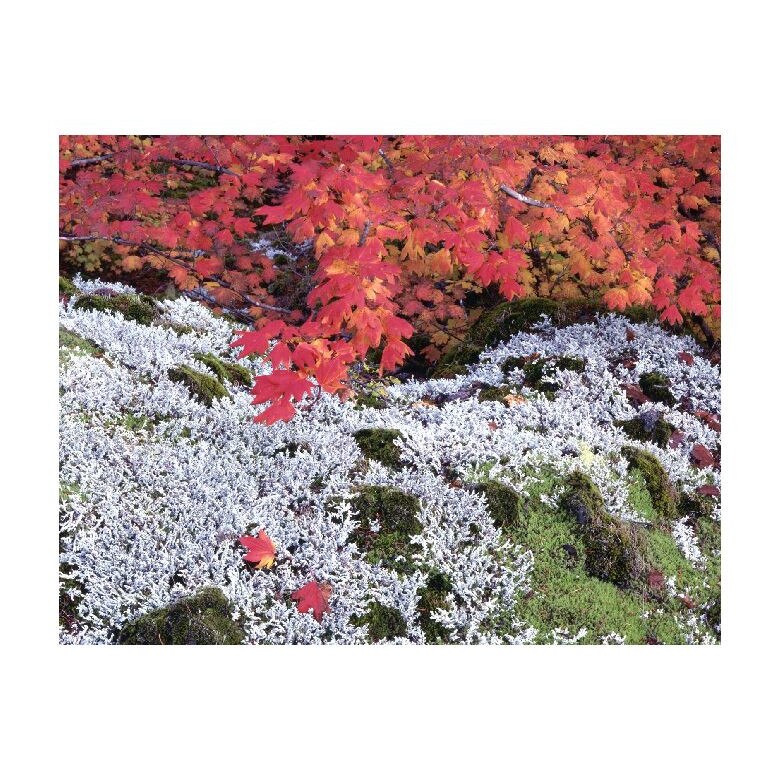 Tablou Canvas Natura, Dimensiunea 100x70 nat740