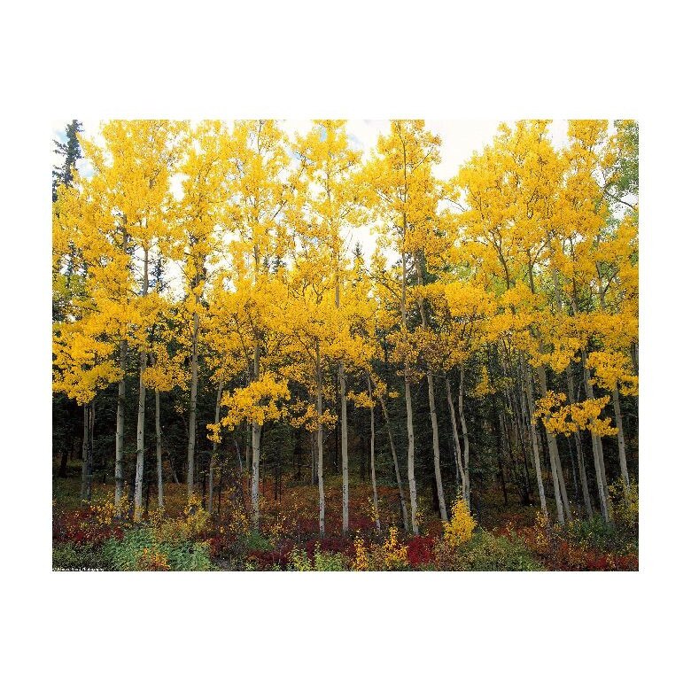 Tablou Canvas Natura, Dimensiunea 100x70 nat701