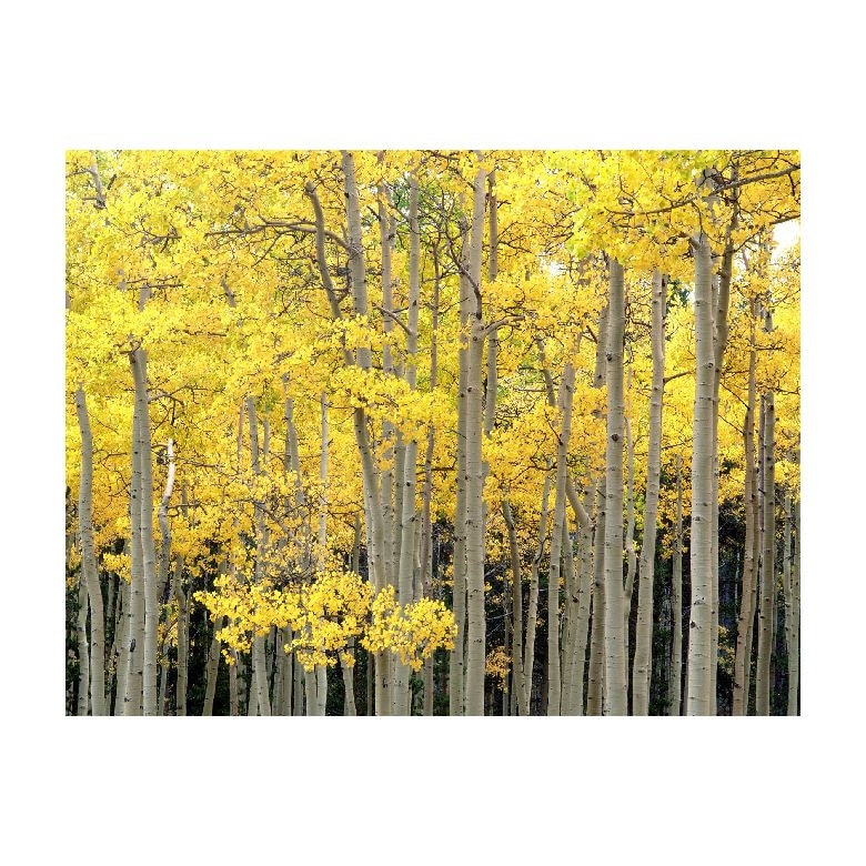 Tablou Canvas Natura, Dimensiunea 100x70 nat716