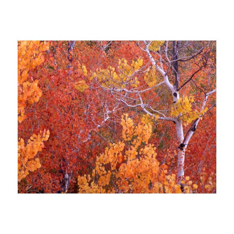 Tablou Canvas Natura, Dimensiunea 100x70 nat705