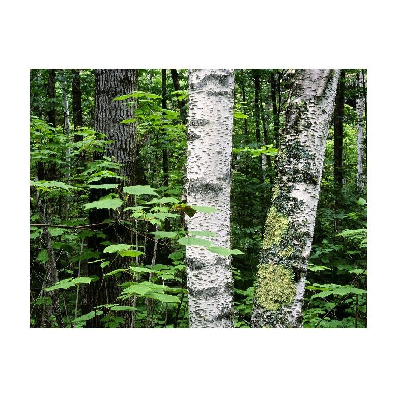 Tablou Canvas Natura, Dimensiunea 100x70 nat707