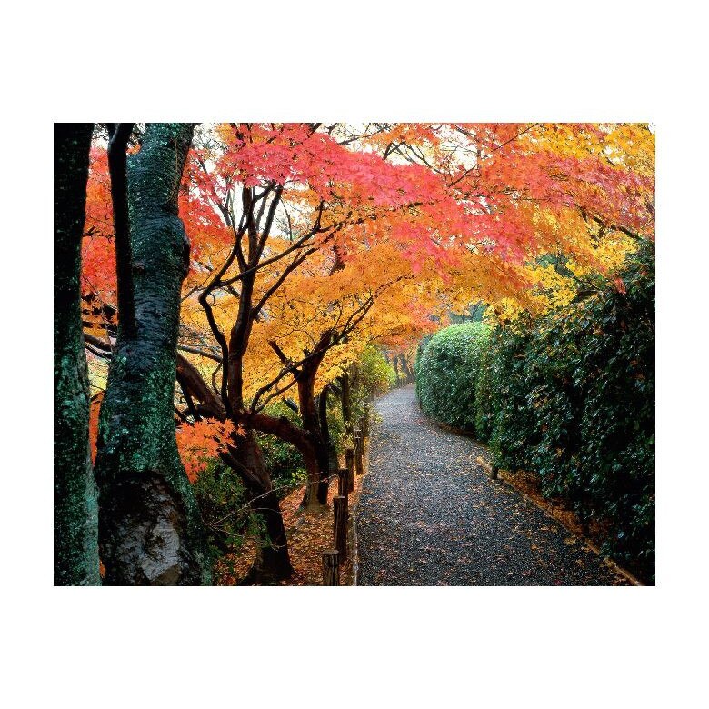 Tablou Canvas Natura, Dimensiunea 100x70 nat723