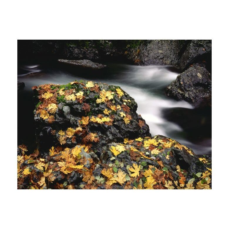 Tablou Canvas Natura, Dimensiunea 100x70 nat730