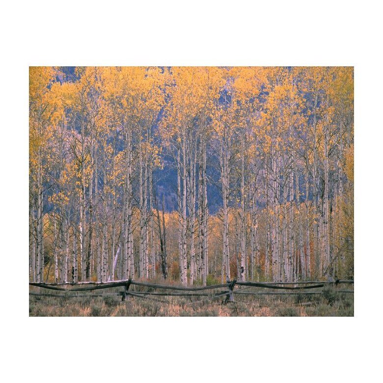 Tablou Canvas Natura, Dimensiunea 100x70 nat704