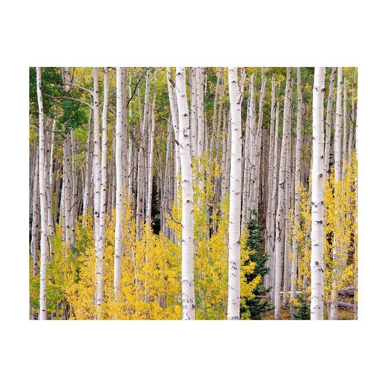 Tablou Canvas Natura, Dimensiunea 100x70 nat714