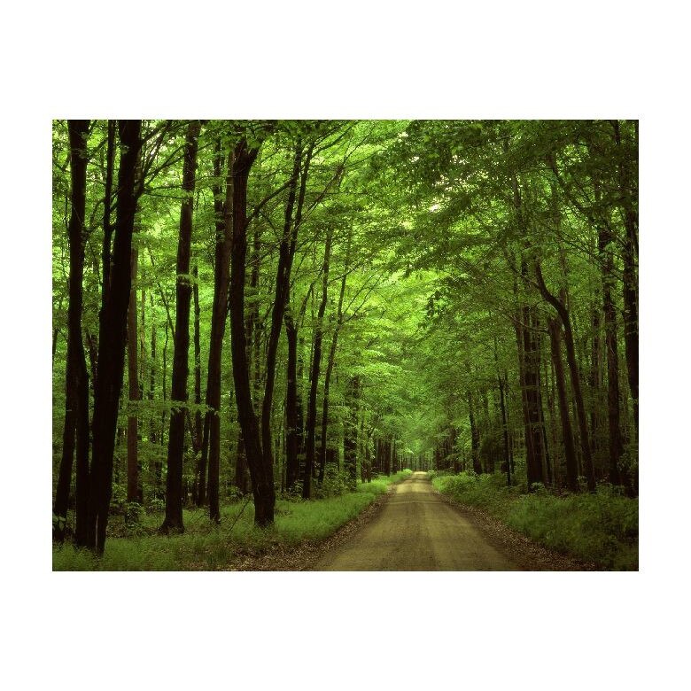Tablou Canvas Natura, Dimensiunea 100x70 nat681