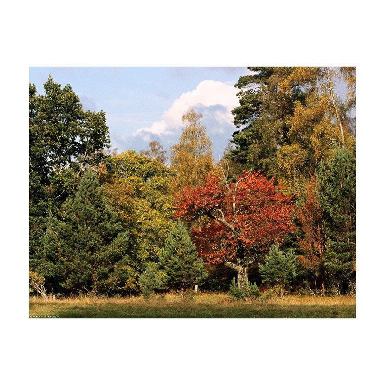 Tablou Canvas Natura, Dimensiunea 100x70 nat719