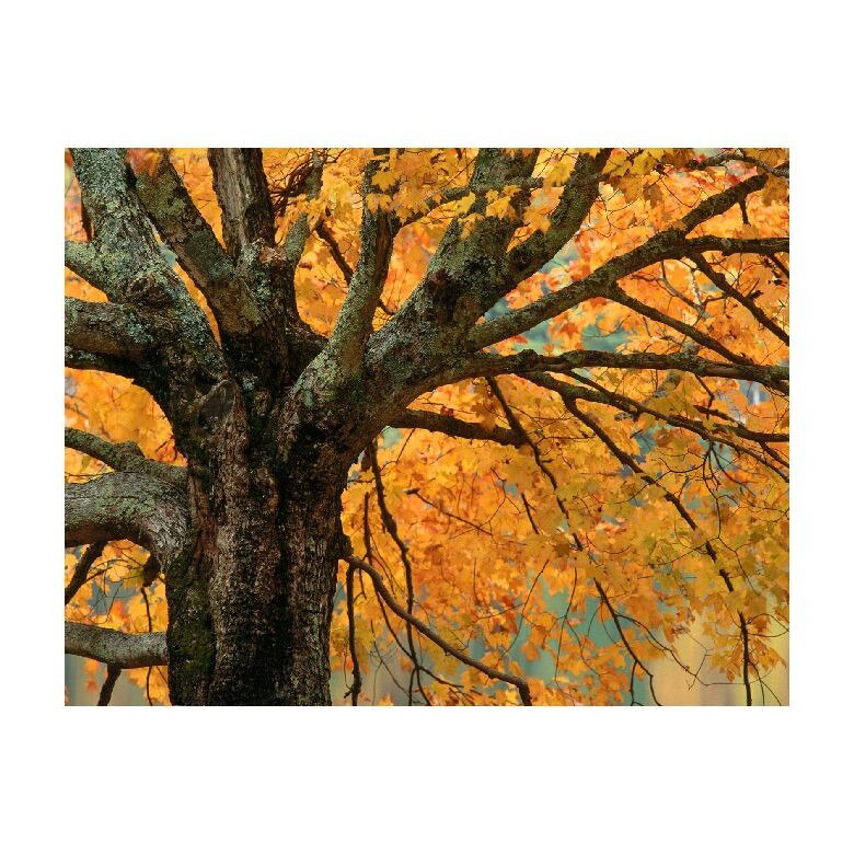 Tablou Canvas Natura, Dimensiunea 100x70 nat732