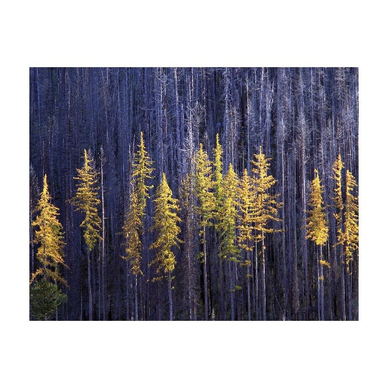 Tablou Canvas Natura, Dimensiunea 100x70 nat729