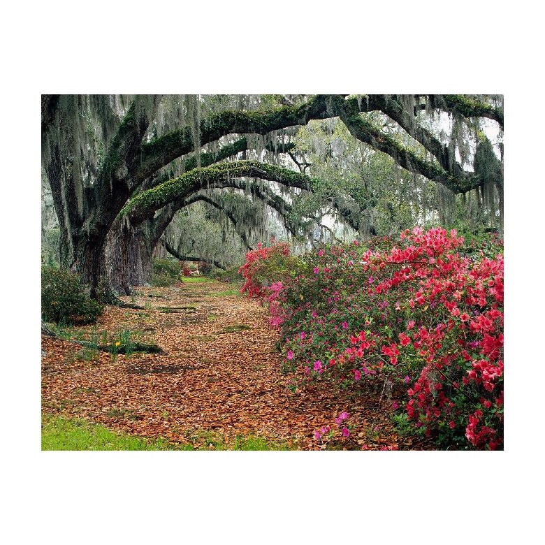 Tablou Canvas Natura, Dimensiunea 100x70 nat745