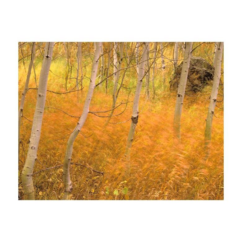 Tablou Canvas Natura, Dimensiunea 100x70 nat708