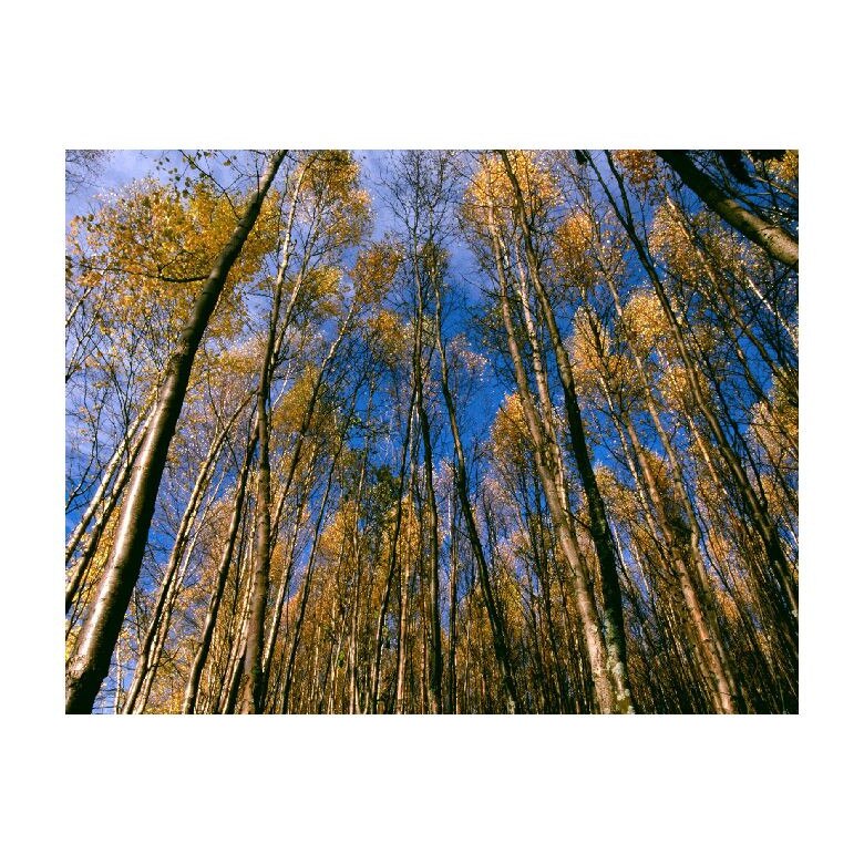 Tablou Canvas Natura, Dimensiunea 100x70 nat715