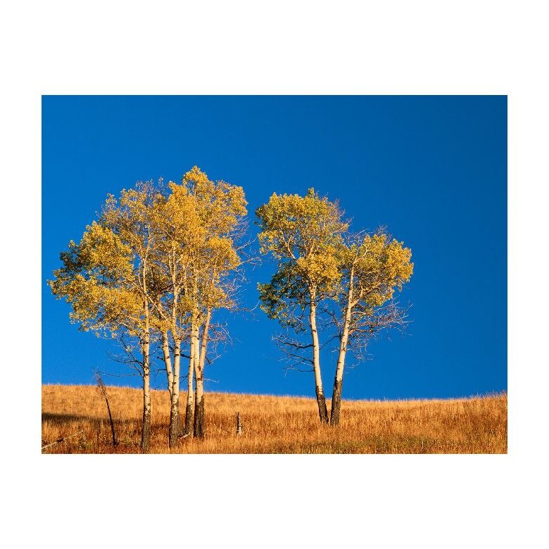 Tablou Canvas Natura, Dimensiunea 100x70 nat713