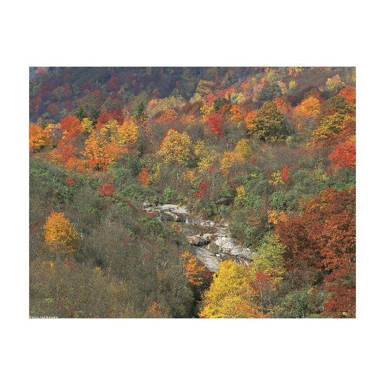 Tablou Canvas Natura, Dimensiunea 100x70 nat826