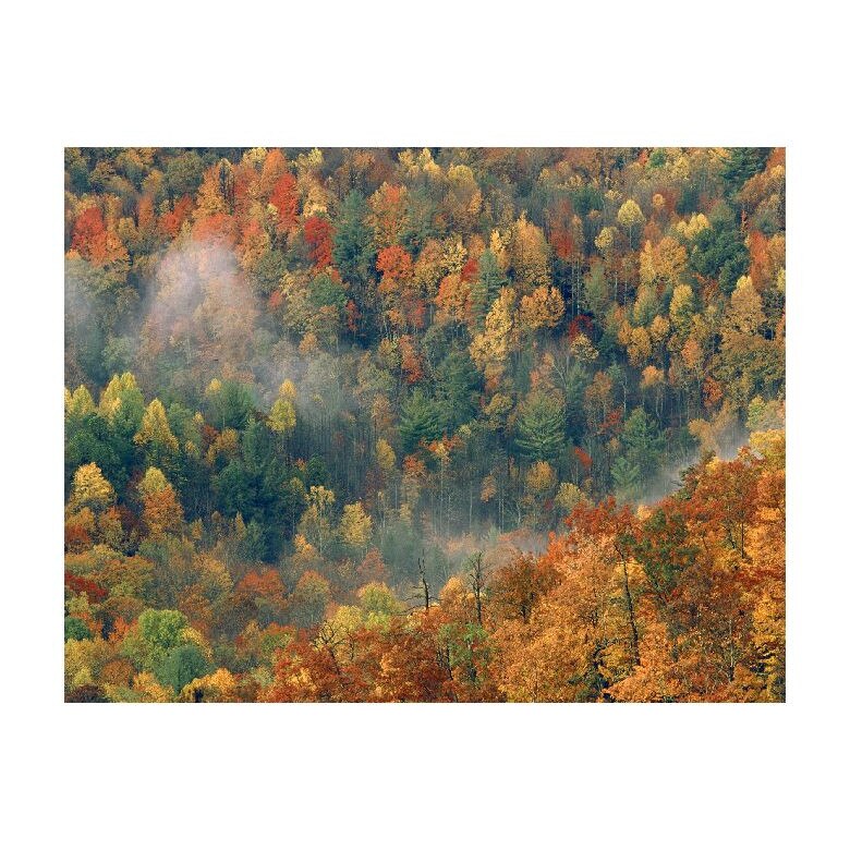 Tablou Canvas Natura, Dimensiunea 100x70 nat859