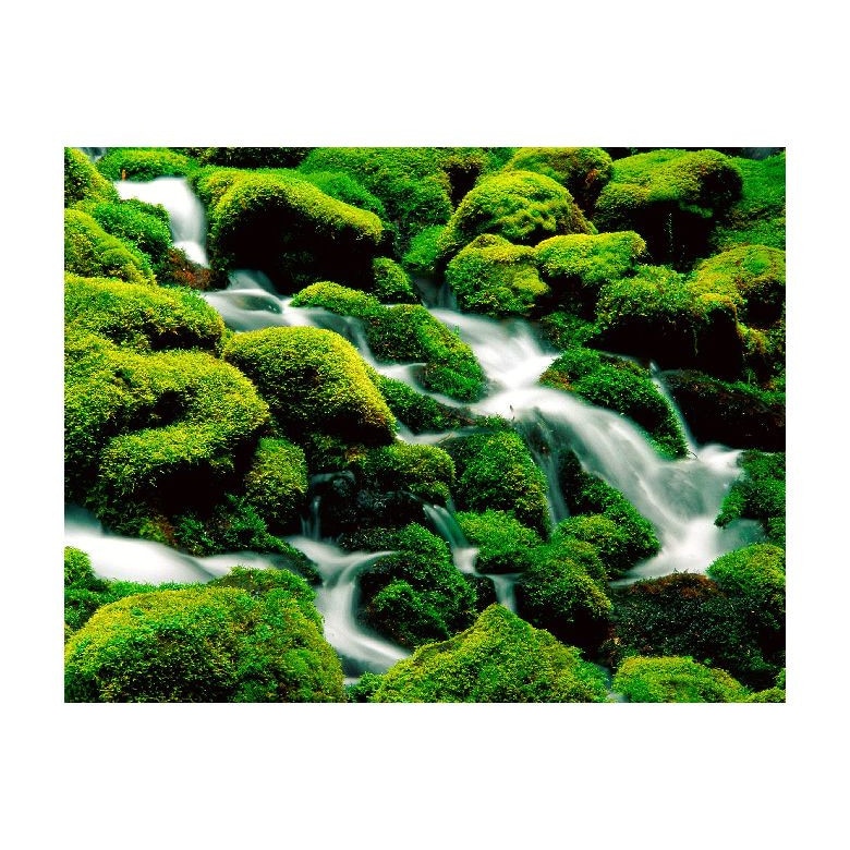 Tablou Canvas Natura, Dimensiunea 100x70 nat839