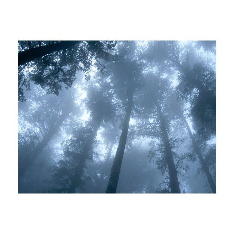 Tablou Canvas Natura, Dimensiunea 100x70 nat808