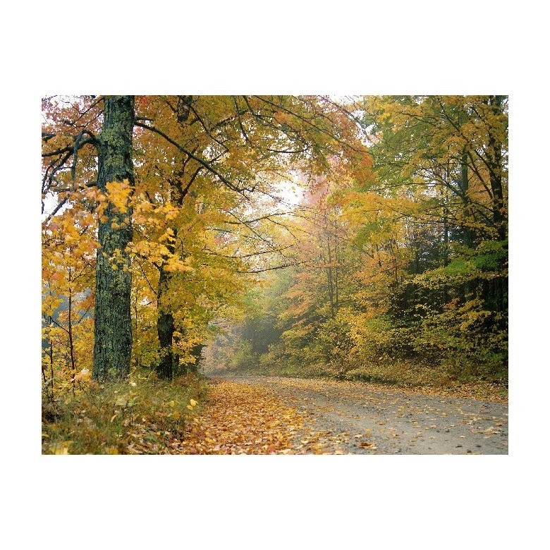 Tablou Canvas Natura, Dimensiunea 100x70 nat881