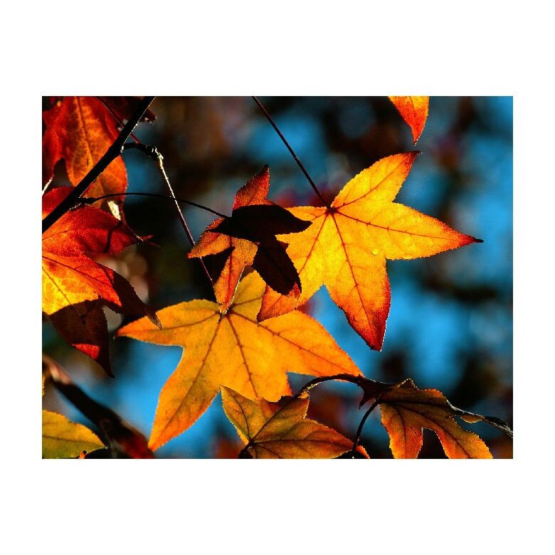 Tablou Canvas Natura, Dimensiunea 100x70 nat861