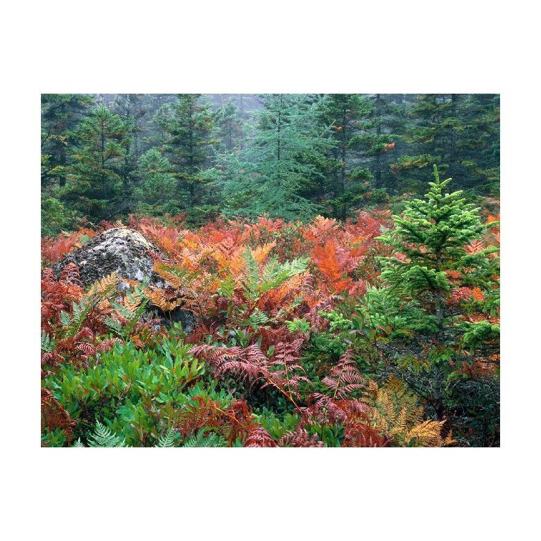 Tablou Canvas Natura, Dimensiunea 100x70 nat860